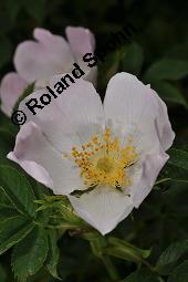 Hunds-Rose, Wild-Rose, Rosa canina, Rosa canina, Hunds-Rose, Wild-Rose, Rosaceae, Blühend Kauf von 01287_rosa_canina_dsc_4454.jpg