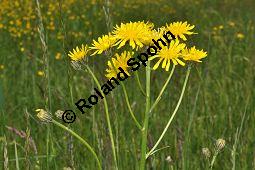 Wiesen-Pippau, Crepis biennis, Cichoriaceae, Crepis biennis, Wiesen-Pippau, Blühend Kauf von 01309_crepis_biennis_dsc_3819.jpg