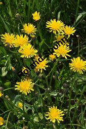 Wiesen-Pippau, Crepis biennis, Cichoriaceae, Crepis biennis, Wiesen-Pippau, Blühend Kauf von 01309_crepis_biennis_dsc_3821.jpg