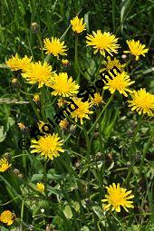 Wiesen-Pippau, Crepis biennis, Cichoriaceae, Crepis biennis, Wiesen-Pippau, Blühend Kauf von 01309_crepis_biennis_dsc_3822.jpg