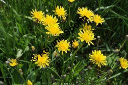 Wiesen-Pippau, Crepis biennis, Cichoriaceae, Crepis biennis, Wiesen-Pippau, Blhend Kauf von 01309_crepis_biennis_dsc_3823.jpg