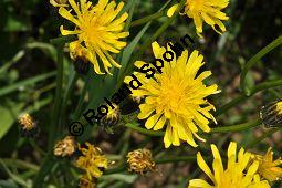 Wiesen-Pippau, Crepis biennis, Cichoriaceae, Crepis biennis, Wiesen-Pippau, Blühend Kauf von 01309_crepis_biennis_dsc_3824.jpg