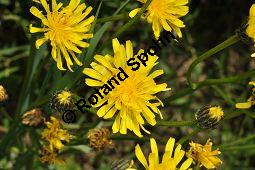 Wiesen-Pippau, Crepis biennis, Cichoriaceae, Crepis biennis, Wiesen-Pippau, Blühend Kauf von 01309_crepis_biennis_dsc_3825.jpg