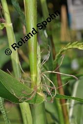 Teosinte, Rayanagras, Zea mexicana, Euchlaena mexicana, Zea mexicana, Euchlaena mexicana, Teosinte, Rayanagras, Poaceae, Blhend Kauf von 01345_zea_mexicana_dsc_5081.jpg