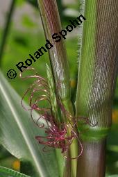 Teosinte, Rayanagras, Zea mexicana, Euchlaena mexicana, Zea mexicana, Euchlaena mexicana, Teosinte, Rayanagras, Poaceae, Blühend Kauf von 01345_zea_mexicana_dsc_5084.jpg