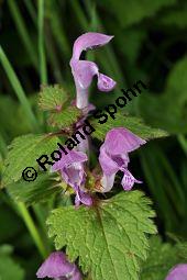 Gefleckte Taubnessel, Roter Bienensaug, Lamium maculatum, Lamium maculatum, Gefleckte Taubnessel, Roter Bienensaug, Lamiaceae, Blühend Kauf von 01346_lamium_maculatum_dsc_3803.jpg