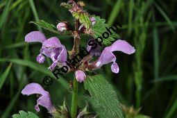 Gefleckte Taubnessel, Roter Bienensaug, Lamium maculatum, Lamium maculatum, Gefleckte Taubnessel, Roter Bienensaug, Lamiaceae, Blhend Kauf von 01346_lamium_maculatum_dsc_3804.jpg