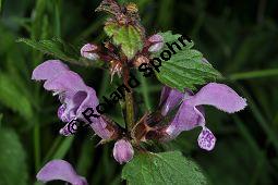 Gefleckte Taubnessel, Roter Bienensaug, Lamium maculatum, Lamium maculatum, Gefleckte Taubnessel, Roter Bienensaug, Lamiaceae, Blhend Kauf von 01346_lamium_maculatum_dsc_3805.jpg