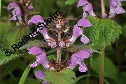 Gefleckte Taubnessel, Roter Bienensaug, Lamium maculatum, Lamium maculatum, Gefleckte Taubnessel, Roter Bienensaug, Lamiaceae, Blühend Kauf von 01346_lamium_maculatum_dsc_4075.jpg