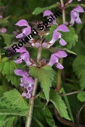 Gefleckte Taubnessel, Roter Bienensaug, Lamium maculatum, Lamium maculatum, Gefleckte Taubnessel, Roter Bienensaug, Lamiaceae, Blühend Kauf von 01346_lamium_maculatum_dsc_4076.jpg