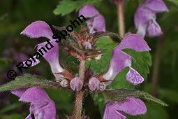 Gefleckte Taubnessel, Roter Bienensaug, Lamium maculatum, Lamium maculatum, Gefleckte Taubnessel, Roter Bienensaug, Lamiaceae, Blühend Kauf von 01346_lamium_maculatum_dsc_4077.jpg