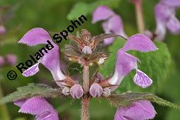 Gefleckte Taubnessel, Roter Bienensaug, Lamium maculatum, Lamium maculatum, Gefleckte Taubnessel, Roter Bienensaug, Lamiaceae, Blhend Kauf von 01346_lamium_maculatum_dsc_4078.jpg