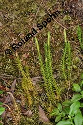 Sprossender Brlapp, Berg-Brlapp, Wald-Brlapp, Lycopodium annotinum, Lycopodium annotinum, Sprossender Brlapp, Berg-Brlapp, Wald-Brlapp, Lycopodiaceae, Habitus Kauf von 01347_lycopodium_annotinum_dsc_2495.jpg