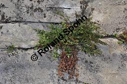 Mauerraute, Mauer-Streifenfarn, Asplenium ruta-muraria, Farne, Asplenium ruta-muraria, Mauerraute, Mauer-Streifenfarn, Blattunterseite mit Sori Kauf von 01351_asplenium_ruta_muraria_dsc_1199.jpg