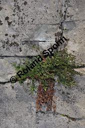 Mauerraute, Mauer-Streifenfarn, Asplenium ruta-muraria, Farne, Asplenium ruta-muraria, Mauerraute, Mauer-Streifenfarn, Blattunterseite mit Sori Kauf von 01351_asplenium_ruta_muraria_dsc_1200.jpg