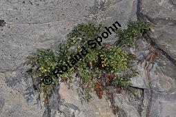 Mauerraute, Mauer-Streifenfarn, Asplenium ruta-muraria, Farne, Asplenium ruta-muraria, Mauerraute, Mauer-Streifenfarn, Blattunterseite mit Sori Kauf von 01351_asplenium_ruta_muraria_dsc_1201.jpg