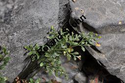 Mauerraute, Mauer-Streifenfarn, Asplenium ruta-muraria, Farne, Asplenium ruta-muraria, Mauerraute, Mauer-Streifenfarn, Blattunterseite mit Sori Kauf von 01351_asplenium_ruta_muraria_dsc_1202.jpg