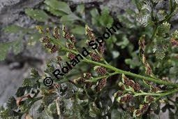 Mauerraute, Mauer-Streifenfarn, Asplenium ruta-muraria, Farne, Asplenium ruta-muraria, Mauerraute, Mauer-Streifenfarn, Blattunterseite mit Sori Kauf von 01351_asplenium_ruta_muraria_dsc_1204.jpg