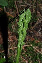 Kohl-Kratzdistel, Kohldistel, Cirsium oleraceum, Cnicus oleraceus, Cirsium oleraceum, Cnicus oleraceum, Kohl-Kratzdistel, Kohldistel, Asteraceae, Blhend, mit Knappe, Spilostethus saxatilis, Lygaeus saxatilis Kauf von 01354_cirsium_oleraceum_dsc_4014.jpg