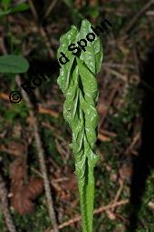 Kohl-Kratzdistel, Kohldistel, Cirsium oleraceum, Cnicus oleraceus, Cirsium oleraceum, Cnicus oleraceum, Kohl-Kratzdistel, Kohldistel, Asteraceae, Blühend, mit Knappe, Spilostethus saxatilis, Lygaeus saxatilis Kauf von 01354_cirsium_oleraceum_dsc_4015.jpg