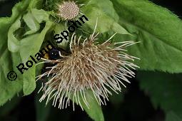 Kohl-Kratzdistel, Kohldistel, Cirsium oleraceum, Cnicus oleraceus, Cirsium oleraceum, Cnicus oleraceum, Kohl-Kratzdistel, Kohldistel, Asteraceae, Blhend, mit Knappe, Spilostethus saxatilis, Lygaeus saxatilis Kauf von 01354_cirsium_oleraceum_dsc_6247.jpg