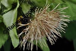 Kohl-Kratzdistel, Kohldistel, Cirsium oleraceum, Cnicus oleraceus, Cirsium oleraceum, Cnicus oleraceum, Kohl-Kratzdistel, Kohldistel, Asteraceae, Blühend, mit Knappe, Spilostethus saxatilis, Lygaeus saxatilis Kauf von 01354_cirsium_oleraceum_dsc_6248.jpg
