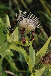 Kohl-Kratzdistel, Kohldistel, Cirsium oleraceum, Cnicus oleraceus, Cirsium oleraceum, Cnicus oleraceum, Kohl-Kratzdistel, Kohldistel, Asteraceae, Blhend, mit Knappe, Spilostethus saxatilis, Lygaeus saxatilis Kauf von 01354_cirsium_oleraceum_dsc_7264.jpg