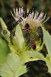 Kohl-Kratzdistel, Kohldistel, Cirsium oleraceum, Cnicus oleraceus, Cirsium oleraceum, Cnicus oleraceum, Kohl-Kratzdistel, Kohldistel, Asteraceae, Blühend, mit Knappe, Spilostethus saxatilis, Lygaeus saxatilis Kauf von 01354_cirsium_oleraceum_dsc_7265.jpg