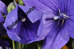Ballonblume, Platycodon grandiflorus, Platycodon grandiflorus, Ballonblume, Campanulaceae, Blühend Kauf von 01367_platycodon_grandiflorus_dsc_5209.jpg