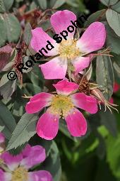 Hecht-Rose, Bereifte Rose, Rotblättrige Rose, Rosa glauca, Rosa rubrifolia, Rosa ferruginea, Rosa glauca, Rosa rubrifolia, Rosa ferruginea, Hecht-Rose, Bereifte Rose, Rotblättrige Rose, Rosaceae, Blühend Kauf von 01386_rosa_glauca_dsc_4147.jpg