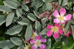 Hecht-Rose, Bereifte Rose, Rotblttrige Rose, Rosa glauca, Rosa rubrifolia, Rosa ferruginea, Rosa glauca, Rosa rubrifolia, Rosa ferruginea, Hecht-Rose, Bereifte Rose, Rotblttrige Rose, Rosaceae, Blhend Kauf von 01386_rosa_glauca_dsc_4148.jpg