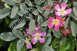 Hecht-Rose, Bereifte Rose, Rotblttrige Rose, Rosa glauca, Rosa rubrifolia, Rosa ferruginea, Rosa glauca, Rosa rubrifolia, Rosa ferruginea, Hecht-Rose, Bereifte Rose, Rotblttrige Rose, Rosaceae, Blhend Kauf von 01386_rosa_glauca_dsc_4149.jpg