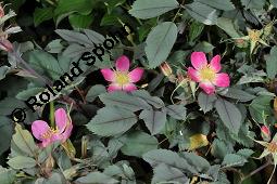 Hecht-Rose, Bereifte Rose, Rotblättrige Rose, Rosa glauca, Rosa rubrifolia, Rosa ferruginea, Rosa glauca, Rosa rubrifolia, Rosa ferruginea, Hecht-Rose, Bereifte Rose, Rotblättrige Rose, Rosaceae, Blühend Kauf von 01386_rosa_glauca_dsc_4150.jpg