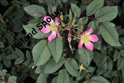 Hecht-Rose, Bereifte Rose, Rotblättrige Rose, Rosa glauca, Rosa rubrifolia, Rosa ferruginea, Rosa glauca, Rosa rubrifolia, Rosa ferruginea, Hecht-Rose, Bereifte Rose, Rotblättrige Rose, Rosaceae, Blühend Kauf von 01386_rosa_glauca_dsc_4185.jpg