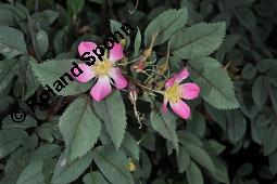 Hecht-Rose, Bereifte Rose, Rotblttrige Rose, Rosa glauca, Rosa rubrifolia, Rosa ferruginea, Rosa glauca, Rosa rubrifolia, Rosa ferruginea, Hecht-Rose, Bereifte Rose, Rotblttrige Rose, Rosaceae, Blhend Kauf von 01386_rosa_glauca_dsc_4186.jpg