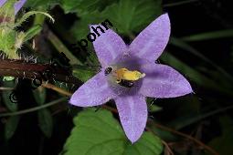 Nesselblättrige Glockenblume, Campanula trachelium, Campanula trachelium, Nesselblättrige Glockenblume, Campanulaceae, Blütenkelche, Blütenkelchblätter mit weißem Belag Kauf von 01401_campanula_trachelium_dsc_3144.jpg