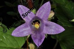 Nesselblättrige Glockenblume, Campanula trachelium, Campanula trachelium, Nesselblättrige Glockenblume, Campanulaceae, Blütenkelche, Blütenkelchblätter mit weißem Belag Kauf von 01401_campanula_trachelium_dsc_3145.jpg