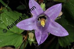 Nesselblättrige Glockenblume, Campanula trachelium, Campanula trachelium, Nesselblättrige Glockenblume, Campanulaceae, Blütenkelche, Blütenkelchblätter mit weißem Belag Kauf von 01401_campanula_trachelium_dsc_3146.jpg