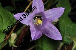 Nesselblttrige Glockenblume, Campanula trachelium, Campanula trachelium, Nesselblttrige Glockenblume, Campanulaceae, Bltenkelche, Bltenkelchbltter mit weiem Belag Kauf von 01401_campanula_trachelium_dsc_3147.jpg