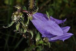 Nesselblttrige Glockenblume, Campanula trachelium, Campanula trachelium, Nesselblttrige Glockenblume, Campanulaceae, Bltenkelche, Bltenkelchbltter mit weiem Belag Kauf von 01401_campanula_trachelium_dsc_3278.jpg