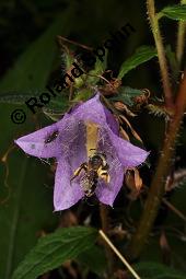 Nesselblättrige Glockenblume, Campanula trachelium, Campanula trachelium, Nesselblättrige Glockenblume, Campanulaceae, Blütenkelche, Blütenkelchblätter mit weißem Belag Kauf von 01401_campanula_trachelium_dsc_3281.jpg