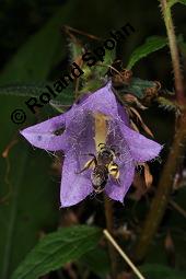 Nesselblättrige Glockenblume, Campanula trachelium, Campanula trachelium, Nesselblättrige Glockenblume, Campanulaceae, Blütenkelche, Blütenkelchblätter mit weißem Belag Kauf von 01401_campanula_trachelium_dsc_3282.jpg