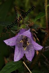 Nesselblttrige Glockenblume, Campanula trachelium, Campanula trachelium, Nesselblttrige Glockenblume, Campanulaceae, Bltenkelche, Bltenkelchbltter mit weiem Belag Kauf von 01401_campanula_trachelium_dsc_3283.jpg