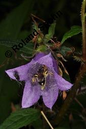 Nesselblättrige Glockenblume, Campanula trachelium, Campanula trachelium, Nesselblättrige Glockenblume, Campanulaceae, Blütenkelche, Blütenkelchblätter mit weißem Belag Kauf von 01401_campanula_trachelium_dsc_3285.jpg