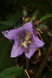 Nesselblättrige Glockenblume, Campanula trachelium, Campanula trachelium, Nesselblättrige Glockenblume, Campanulaceae, Blütenkelche, Blütenkelchblätter mit weißem Belag Kauf von 01401_campanula_trachelium_dsc_3286.jpg