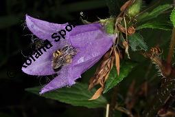 Nesselblättrige Glockenblume, Campanula trachelium, Campanula trachelium, Nesselblättrige Glockenblume, Campanulaceae, Blütenkelche, Blütenkelchblätter mit weißem Belag Kauf von 01401_campanula_trachelium_dsc_3287.jpg