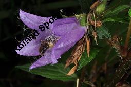 Nesselblttrige Glockenblume, Campanula trachelium, Campanula trachelium, Nesselblttrige Glockenblume, Campanulaceae, Bltenkelche, Bltenkelchbltter mit weiem Belag Kauf von 01401_campanula_trachelium_dsc_3288.jpg