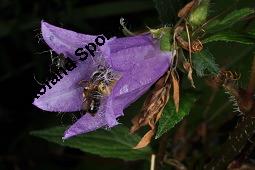 Nesselblättrige Glockenblume, Campanula trachelium, Campanula trachelium, Nesselblättrige Glockenblume, Campanulaceae, Blütenkelche, Blütenkelchblätter mit weißem Belag Kauf von 01401_campanula_trachelium_dsc_3289.jpg