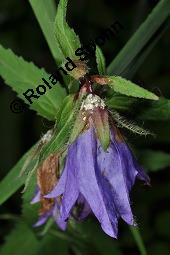 Nesselblttrige Glockenblume, Campanula trachelium, Campanula trachelium, Nesselblttrige Glockenblume, Campanulaceae, Bltenkelche, Bltenkelchbltter mit weiem Belag Kauf von 01401_campanula_trachelium_dsc_5877.jpg