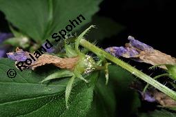 Nesselblättrige Glockenblume, Campanula trachelium, Campanula trachelium, Nesselblättrige Glockenblume, Campanulaceae, Blütenkelche, Blütenkelchblätter mit weißem Belag Kauf von 01401_campanula_trachelium_dsc_5878.jpg